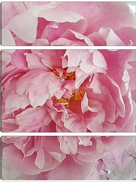 Модульная картина - Пион розовый