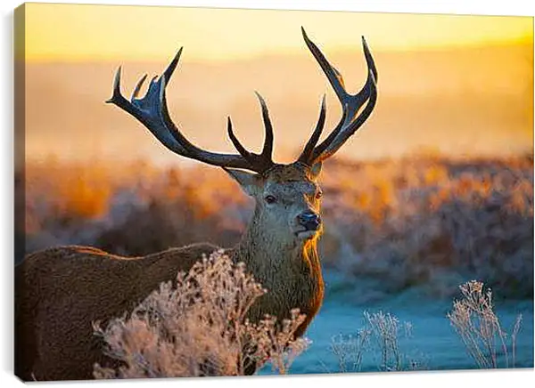 Постер на подрамнике - Олень