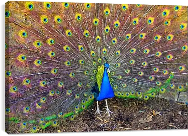 Постер на подрамнике - Павлин с распущенным хвостом