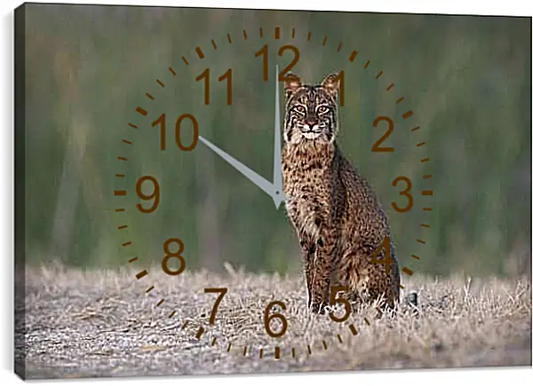 Часы картина - Рысь