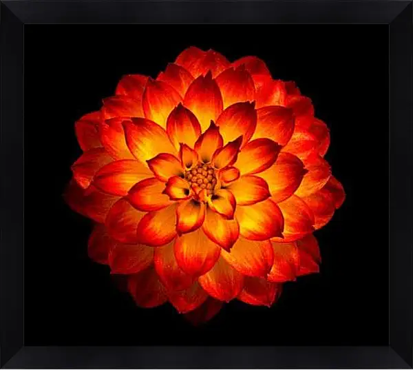 Картина в раме - Огненный георгин