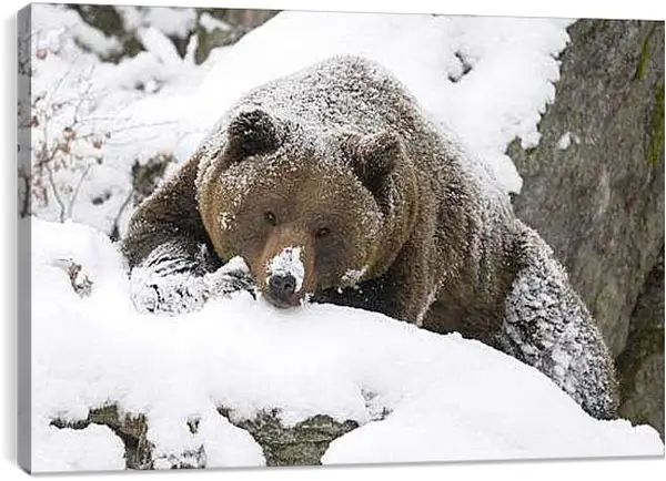 Постер на подрамнике - Медведь в снегу