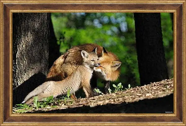Картина в раме - Лисы. Мама и детеныш