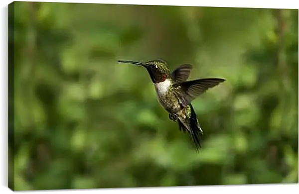 Постер на подрамнике - Колибри