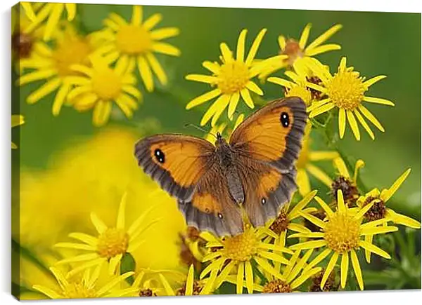 Постер на подрамнике - Бабочка на оранжевом фоне