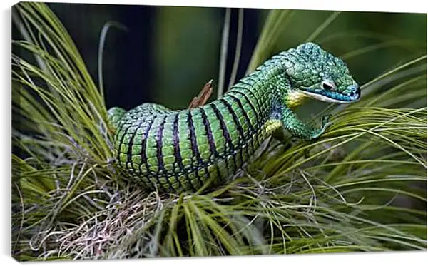 Постер на подрамнике - Рептилии