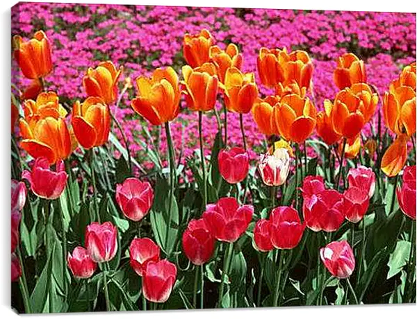 Постер на подрамнике - Тюльпаны