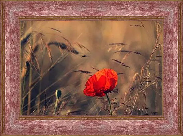 Картина в раме - Одинокий мак