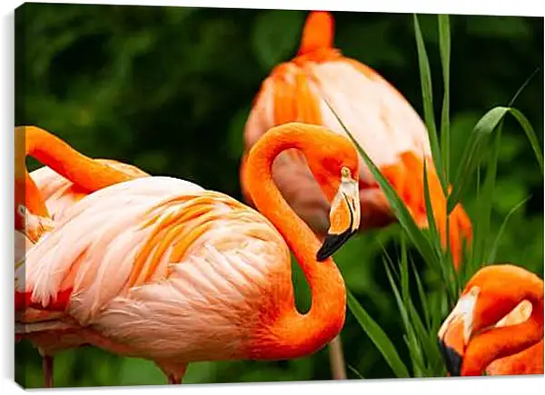 Постер на подрамнике - Фламинго в траве