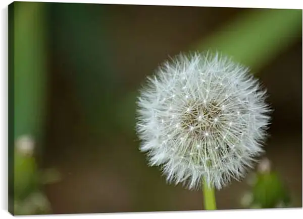 Постер на подрамнике - Небольшой белый одуванчик