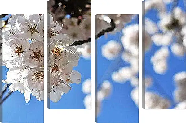 Модульная картина - Сакура