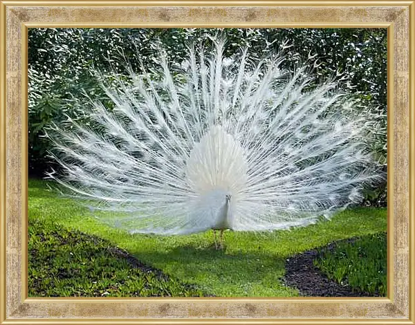 Картина в раме - Белый павлин с распущенным хвостом