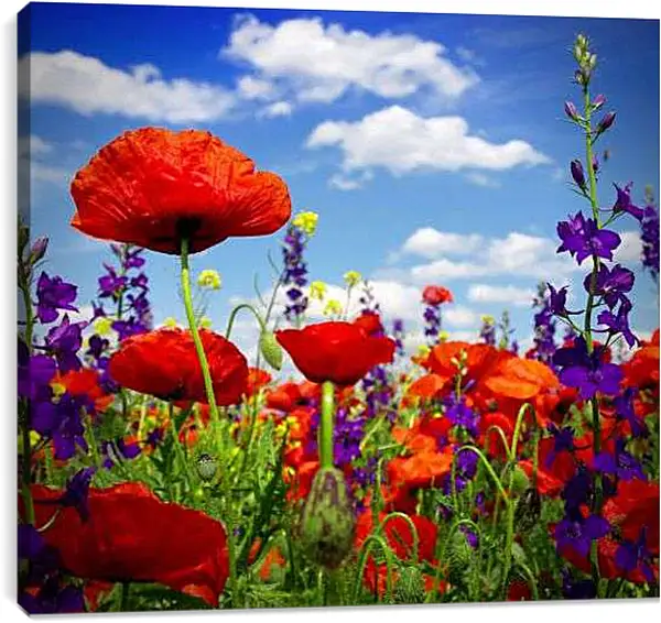 Постер на подрамнике - Маки и фиолетовые цветы