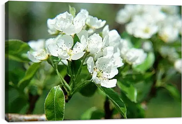 Постер на подрамнике - Весна