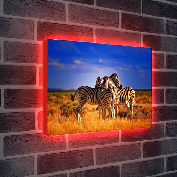 Лайтбокс световая панель - Зебры