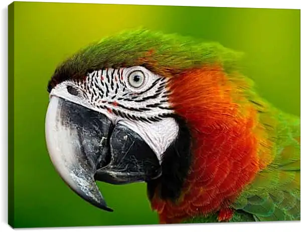 Постер на подрамнике - Голова зелёного попугая