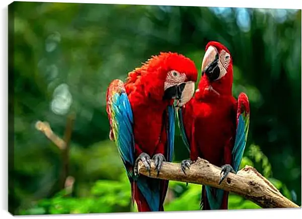 Постер на подрамнике - Два тропических попугая