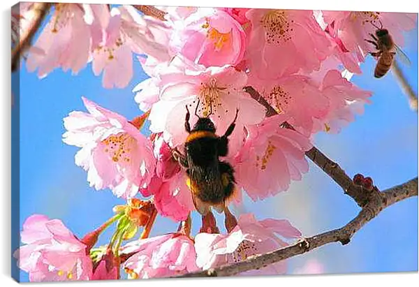 Постер на подрамнике - Весна