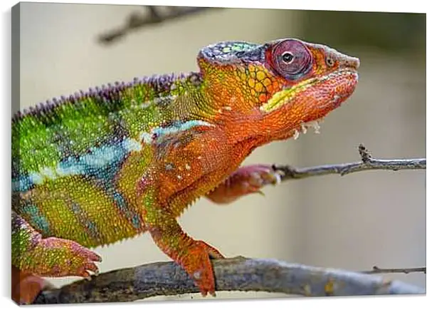 Постер на подрамнике - Рептилии