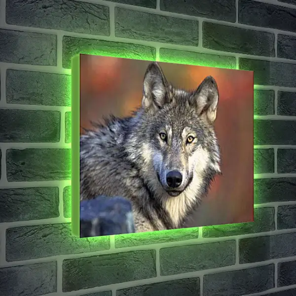 Лайтбокс световая панель - Волк