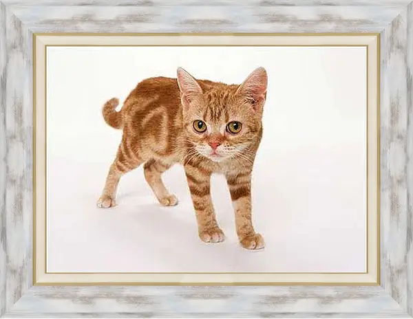 Картина в раме - Любопытство