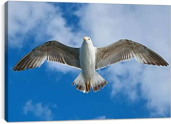 Постер на подрамнике - Чайка