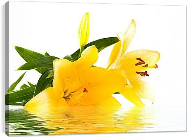 Постер на подрамнике - Желтая лилия на воде