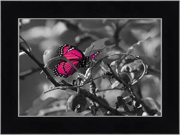 Картина в раме - Бабочка