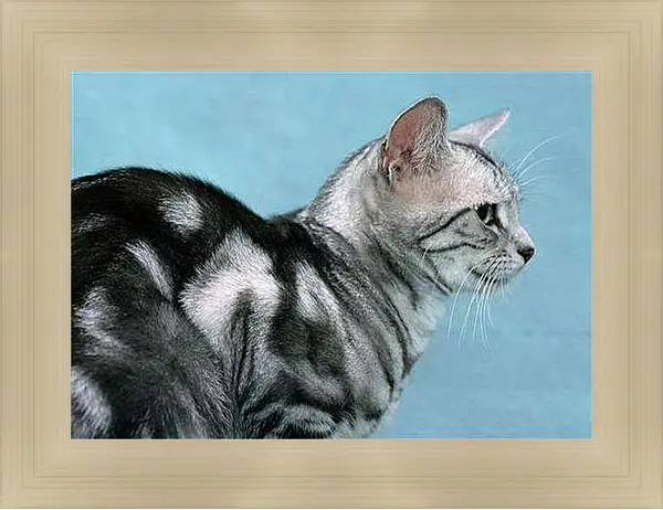 Картина в раме - Кошки