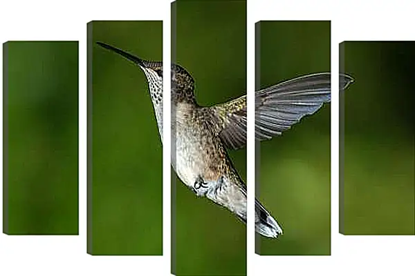 Модульная картина - Колибри