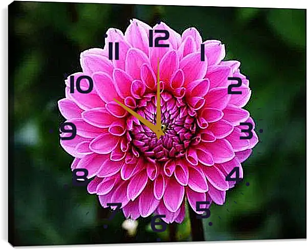 Часы картина - Розовый георгин