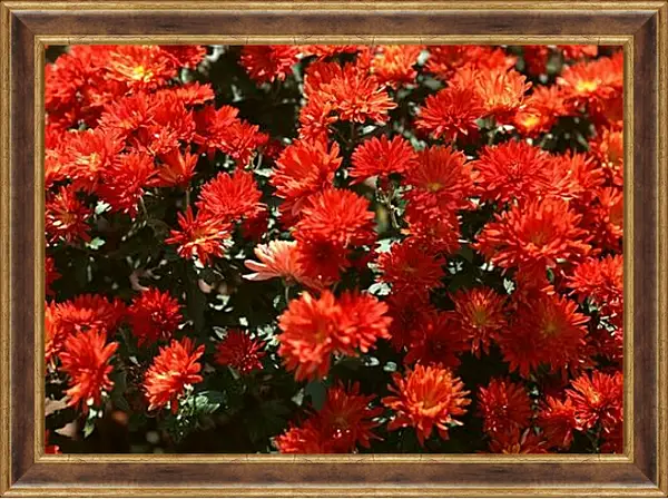 Картина в раме - Красные хризантемы