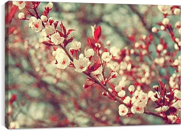 Постер на подрамнике - Сакура