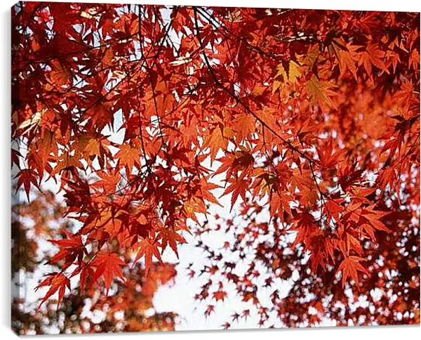 Постер на подрамнике - Осень