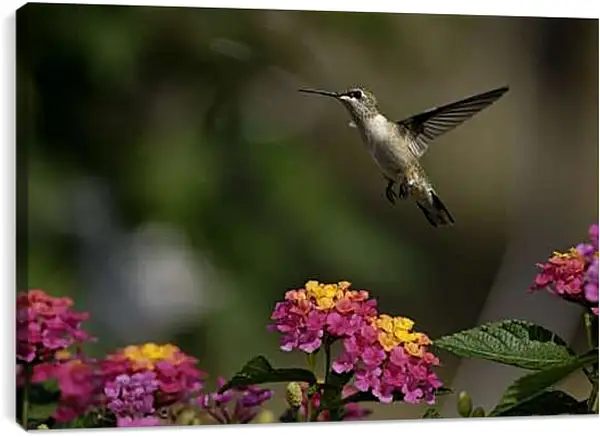 Постер на подрамнике - Колибри