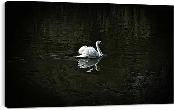 Постер на подрамнике - Лебедь плывёт