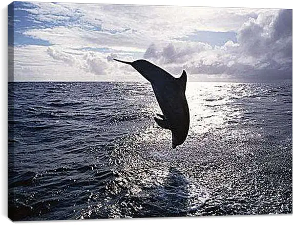 Постер на подрамнике - Дельфины