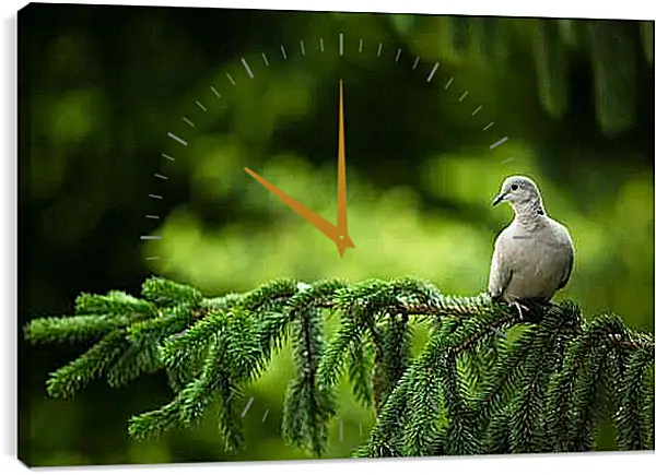 Часы картина - Голубь