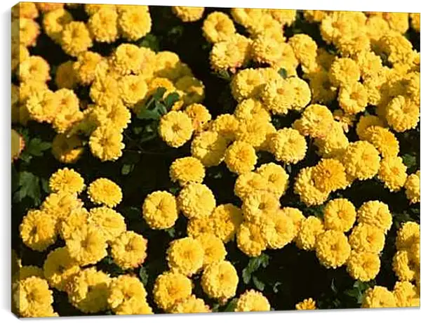 Постер на подрамнике - Желтые цветочки