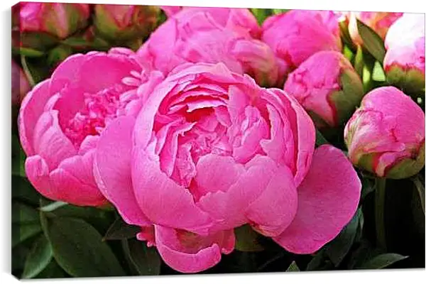 Постер на подрамнике - Пионы