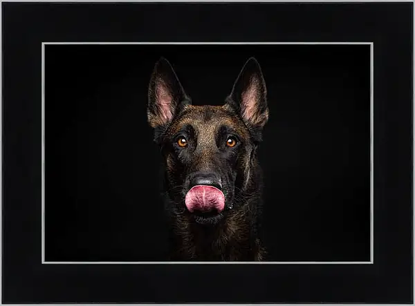 Картина в раме - Портрет собаки на черном фоне в студии