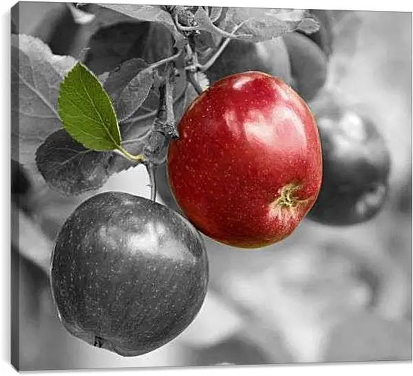 Постер на подрамнике - Яблоня