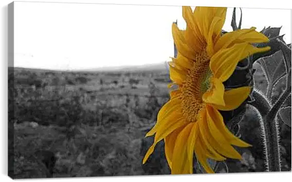 Постер на подрамнике - Подсолнух в поле