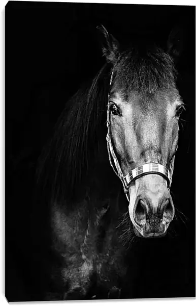 Постер на подрамнике - Чёрно-белая лошадь