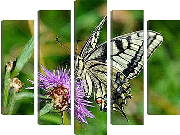 Модульная картина - Negnost - Нежность