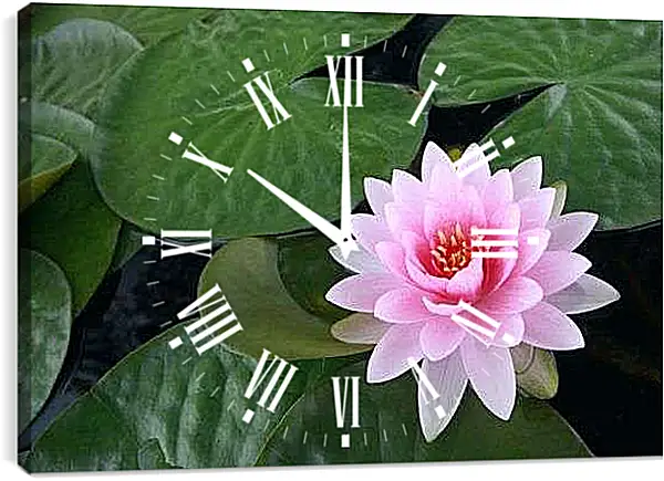 Часы картина - Розовая кувшинка