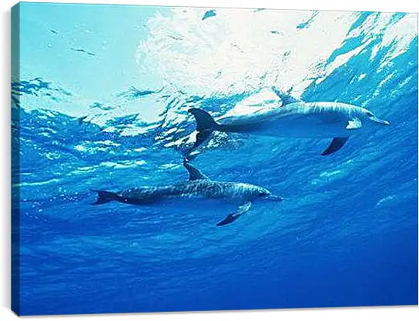 Постер на подрамнике - Дельфины