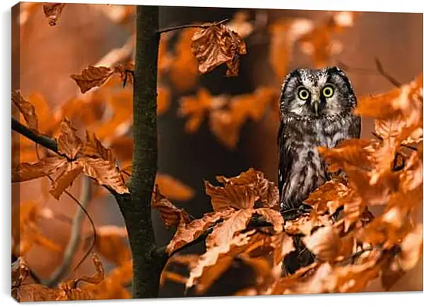 Постер на подрамнике - Сова в листьях