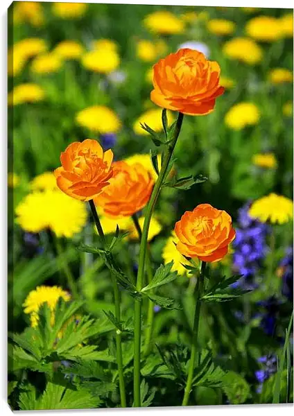 Постер на подрамнике - Оранжевые цветы