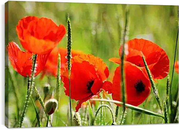 Постер на подрамнике - Маки в поле
